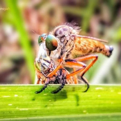 robberfly 🐝