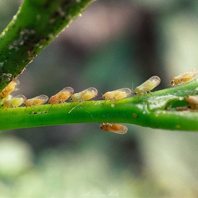 Red gum lerp psyllid