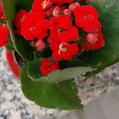 Kalanchoe
