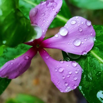 🌸🌺🌸💜
