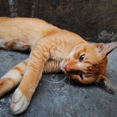 Cat colour (peaches fuzzy)🍑😼👆🏻