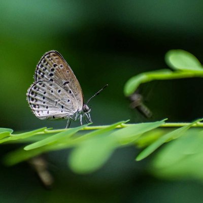 Tiny Beauty