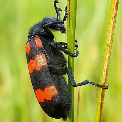 Blister Beetle