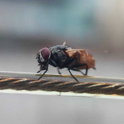 Macro