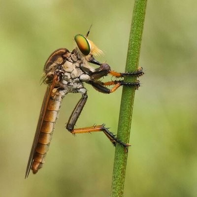 Robertfly