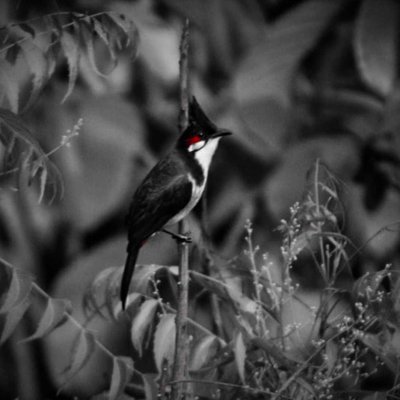 Birds of India