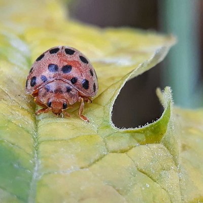 Henosepilachna vigintioctopunctata 