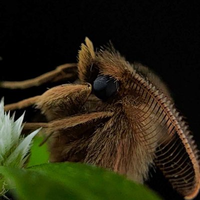 moth📸