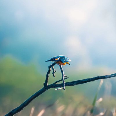 common kingfisher
