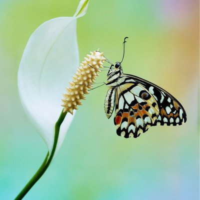 Kupu-kupu Jeruk (Papilio demoleus)
