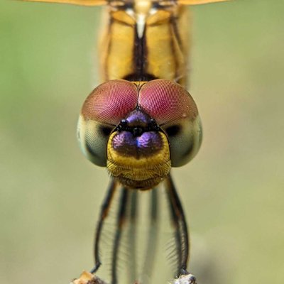 Dragon fly💗📸
