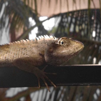Chameleon