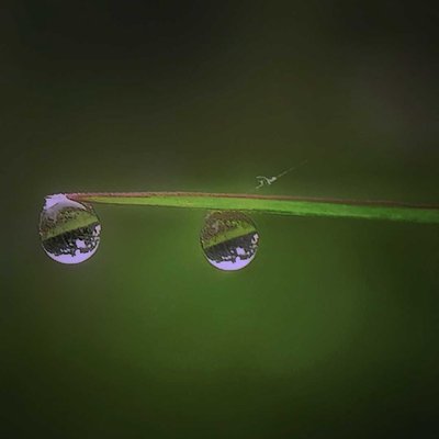 Dew 