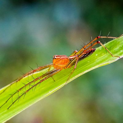 Oxyopes salticus
