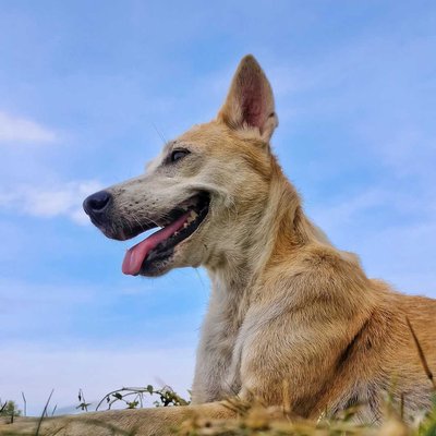 dog 