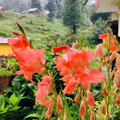 Chopta- Beautiful place of India 