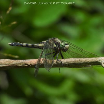 Orthetrum albistylum…