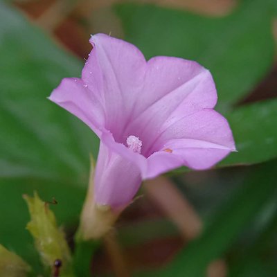 Ipomoea triloba