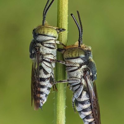 cuckoo bee