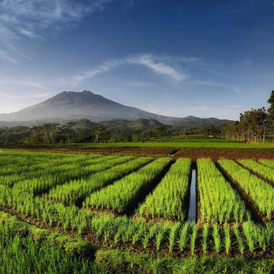 Keindahan kebun diujung desa.