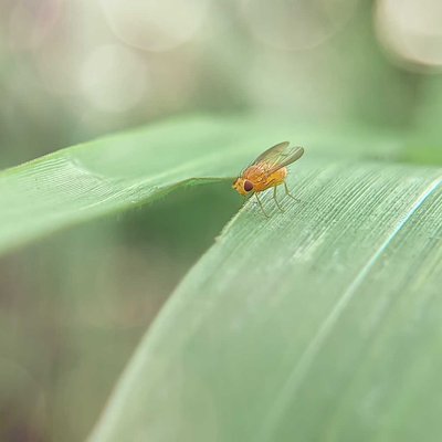 Drosophila melanogaster