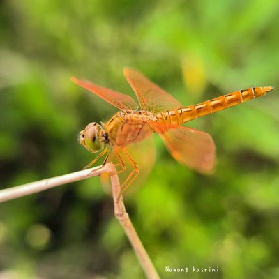 Dragonfly