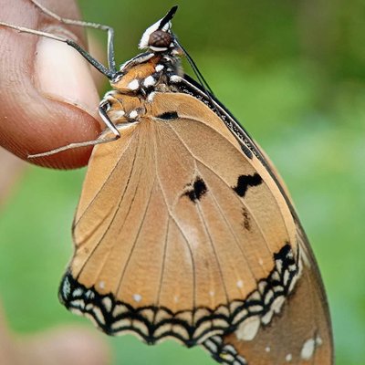 Danaus chrysippus