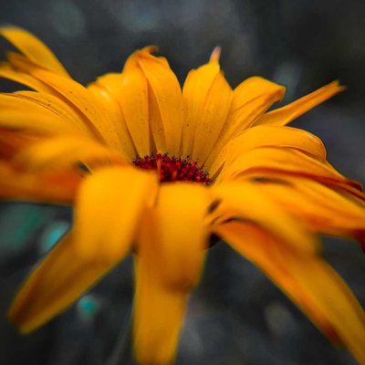 A piece from my garden 🌻
