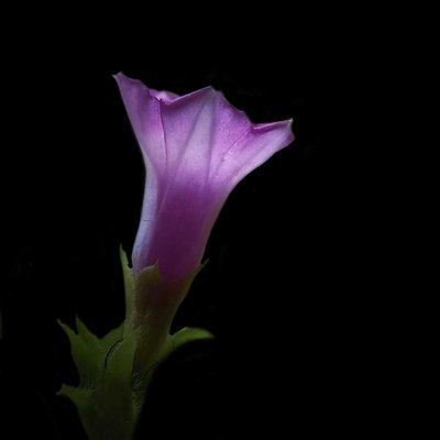 Ipomoea triloba