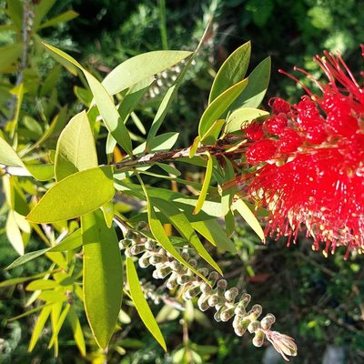Bottle Brush (Fırça Çalısı)