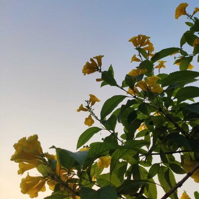 good morning.🌼