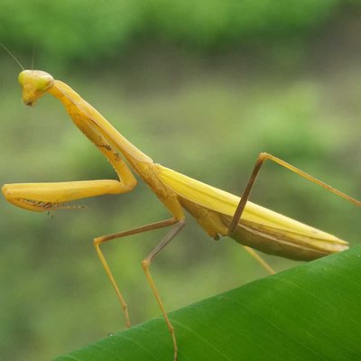 Stagmomantis