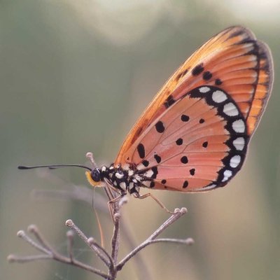Acraea terpsicore, 🦋