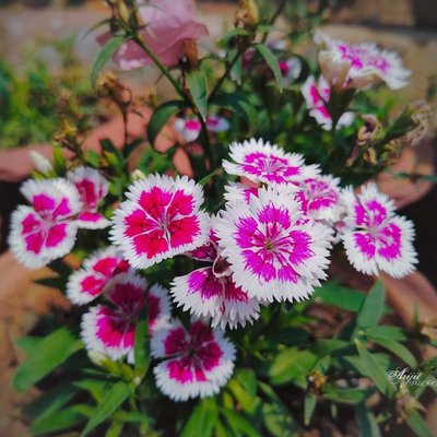 China pink