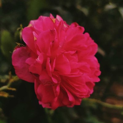 Røse 🌹