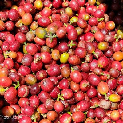 Bijih Kopi hasil panen petik merah.....