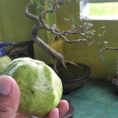 jambu biji