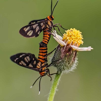 Amata huebneri