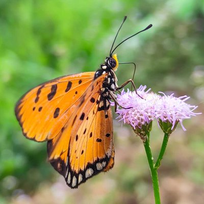 Acraea.