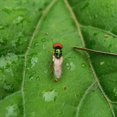 microchrysa
