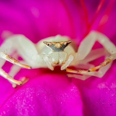 white Crab Spider.