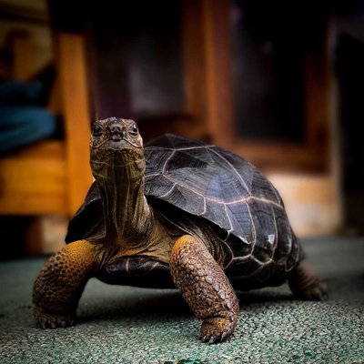 Aldabra Tortoise 