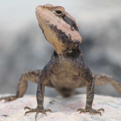peninsular rock agama | South Indian rock agama