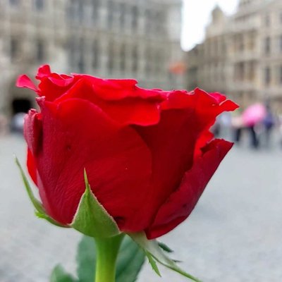 Red Rose in Belgia