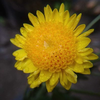 Leucochrysum