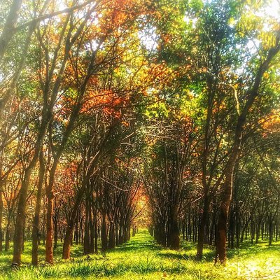 Hutan Karet Wanareja Kalijati Subang