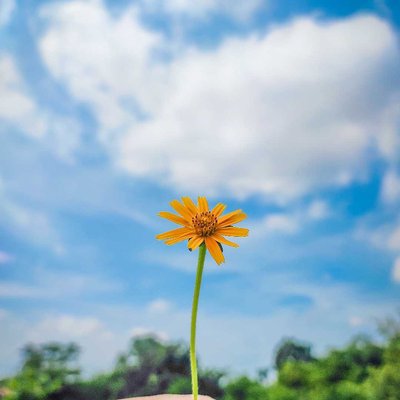 Flower touch the sky ☁