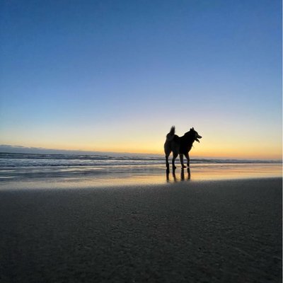 husky + playa 
