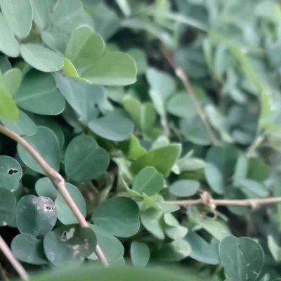 green leaf's
