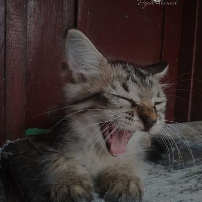 The Kitten